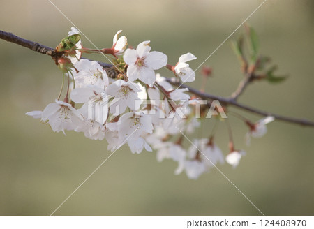 Cherry blossoms in full bloom 124408970