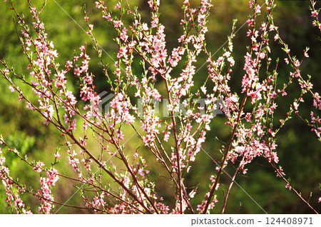 Pink cherry blossom tree branch Pink cherry blossom tree branch 124408971