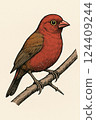 Red-Billed Firefinch Perched on Branch, Cartoon Style Illustration 124409244