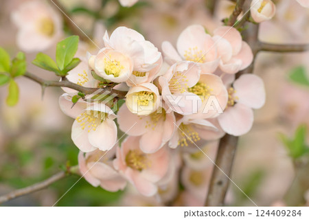 春季盛開的木瓜花 成簇盛開的木瓜花 124409284