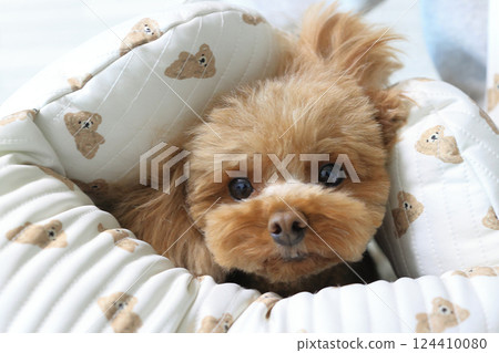玩具貴賓犬裹在床上 124410080