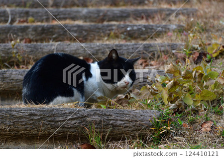 A sleepy black and white stray cat relaxing on the stairs in a park in the evening A sleepy black and white stray cat relaxing on the stairs in a park in the evening 124410121