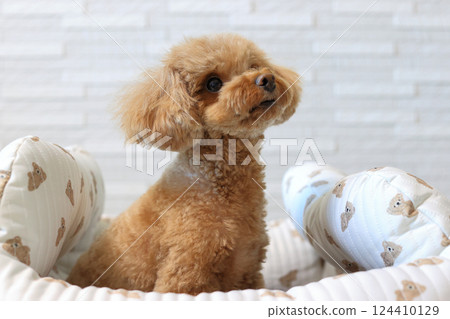 坐在玩具貴賓犬 124410129