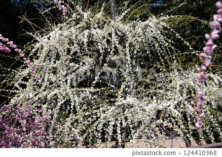 Yuuki shrine plum Yuuki shrine plum 124410368