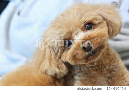 坐在玩具貴賓犬 124410414
