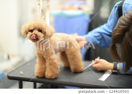A toy poodle being groomed at a grooming salon 124410503