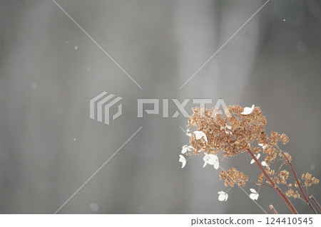 Winter in Hokkaido and Deutzia paniculata Winter in Hokkaido and Deutzia paniculata 124410545