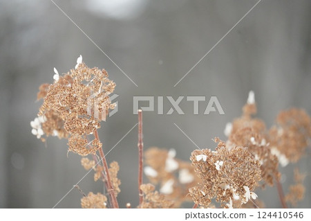 北海道的冬天與溲疏 124410546