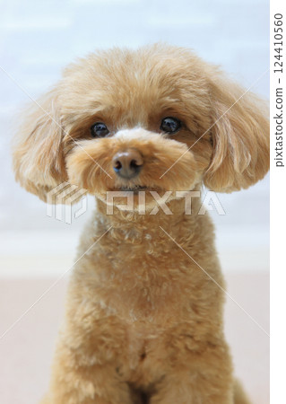 Sitting toy poodle Sitting toy poodle 124410560