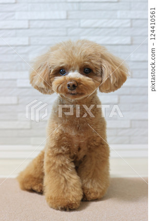 Sitting toy poodle Sitting toy poodle 124410561