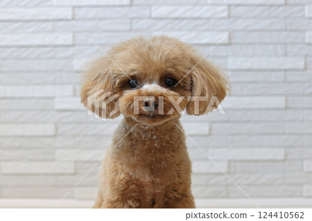 Toy poodle to relax in bed Toy poodle to relax in bed 124410562