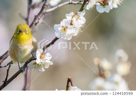 梅花與日本繡眼鳥-複製空間 124410599