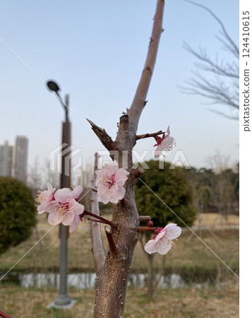 Cherry Blossoms in Full Bloom 124410615