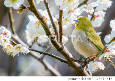 Plum blossoms and Japanese white-eye - copy space 124410616
