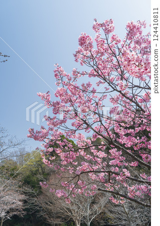 春天櫻花和藍天 春天櫻花和藍天 124410811