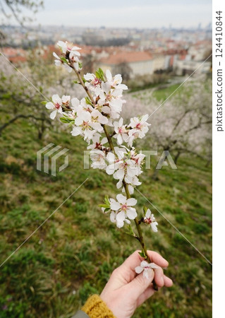 Blooming Almond Branch in a Scenic Spring Landscape Full of Color and Joy 124410844