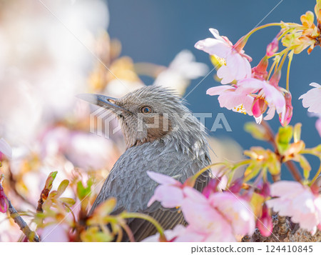 Cherry blossoms and bulbul 124410845
