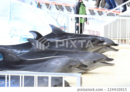 海豚海洋世界海之中道 海豚海洋世界海之中道 124410915