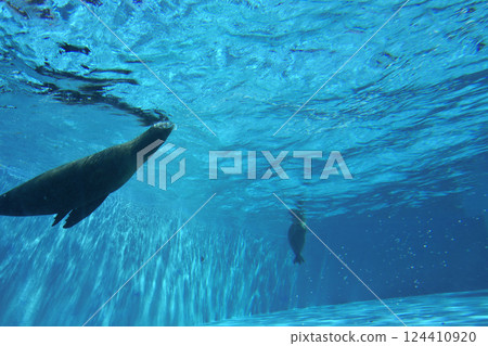 海豹在水中舒適地游泳 124410920