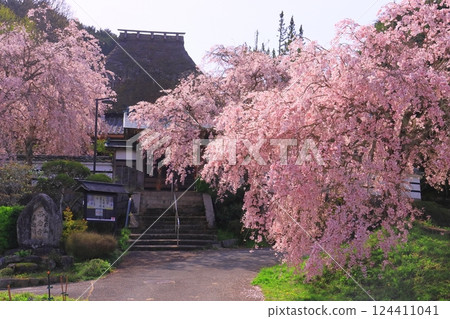 西園寺的櫻花盛開(奈良縣天理市) 西園寺的櫻花盛開(奈良縣天理市) 124411041