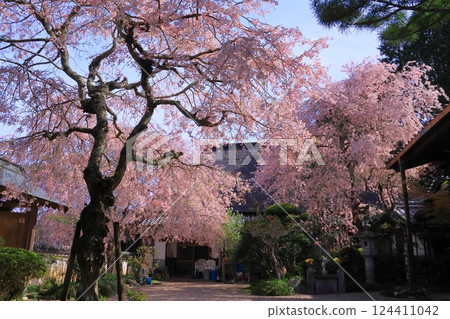 西園寺的櫻花盛開(奈良縣天理市) 西園寺的櫻花盛開(奈良縣天理市) 124411042