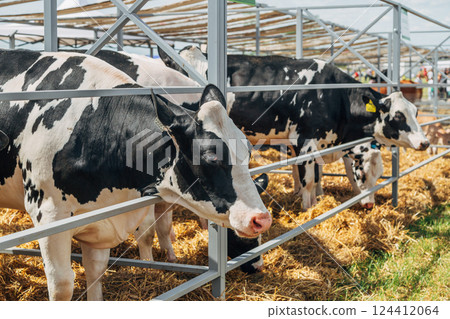 Close-up portrait of a young Holstein cow Close-up portrait of a young Holstein cow 124412064