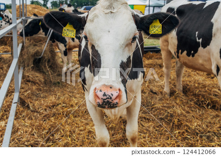 Close-up portrait of a young Holstein cow Close-up portrait of a young Holstein cow 124412066