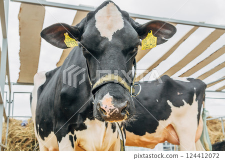 Close-up portrait of a young Holstein cow 124412072