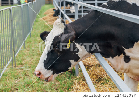 Close-up portrait of a young Holstein cow 124412087