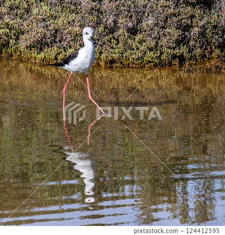 Black-winged stilt, Himantopus himantopus in Ria Formosa Natural Reserve, Algarve Portugal. Black-winged stilt, Himantopus himantopus in Ria Formosa Natural Reserve, Algarve Portugal. 124412595