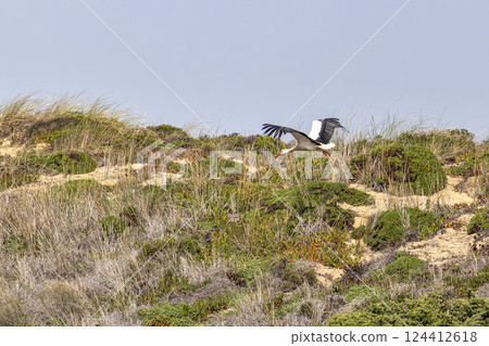 White storks in their nest on a cliff along the coastline of Odeceixe, Algarve, Portugal. White storks in their nest on a cliff along the coastline of Odeceixe, Algarve, Portugal. 124412618