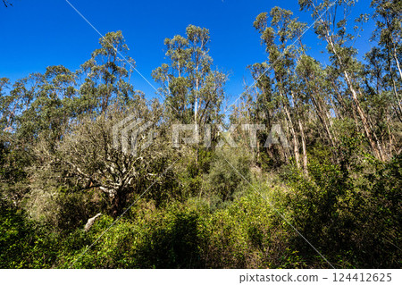Walking from Troviscais to the River Mira, Vicentine Coast Natural Park Portugal, Rota Vicentina Coast. 124412625