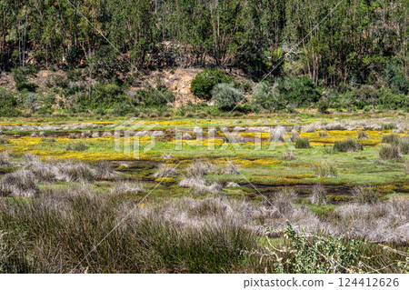 Yellow flowers on the way from Troviscais to the River Mira, Vicentine Coast Natural Park Portugal 124412626