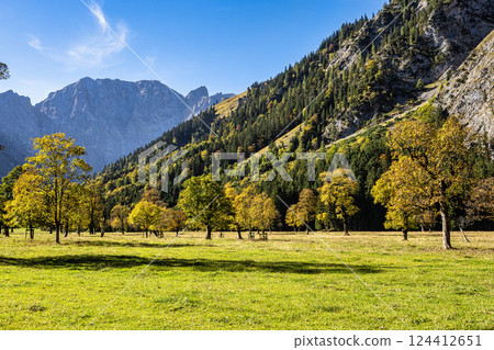 maple trees at Ahornboden, Karwendel mountains, Tyrol, Austria 124412651