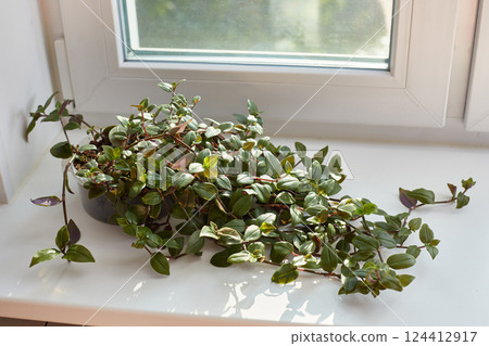 Tradescantia mini grows on a light windowsill. Tradescantia mini grows on a light windowsill. 124412917