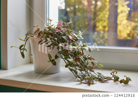Tradescantia in a tall white planters on a white windowsill. 124412918