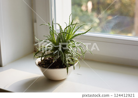 A rare kind of aloe on a white windowsill on a sunny summer day. Copy space A rare kind of aloe on a white windowsill on a sunny summer day. Copy space 124412921