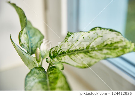 Blooming aglaonema in a pot. Kiwi variety or spring snow, Close-up. Chinese evergreen plant, exotic tropical leaf. Blooming aglaonema in a pot. Kiwi variety or spring snow, Close-up. Chinese evergreen plant, exotic tropical leaf. 124412926
