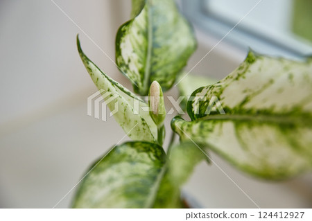 Blooming aglaonema in a pot on the window. Kiwi variety or spring snow. Chinese exotic evergreen plant. The concept of a healthy lifestyle, air purification in the house. Close-up. 124412927