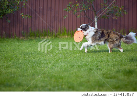 An Australian Shepherd dog plays a flying saucer on the green grass in the yard on a sunny summer day. Space for copying An Australian Shepherd dog plays a flying saucer on the green grass in the yard on a sunny summer day. Space for copying 124413057