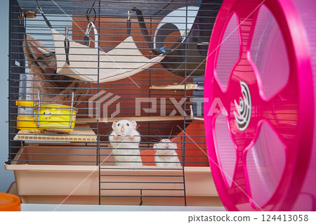 Funny curious white rats looking out of a cage Funny curious white rats looking out of a cage 124413058