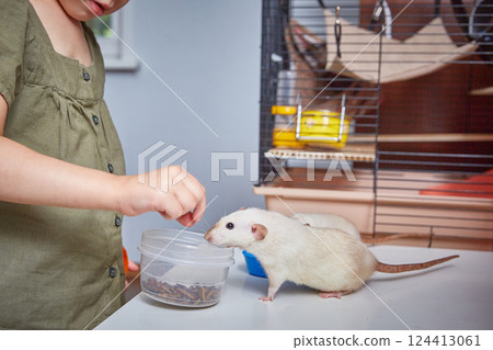 A child feeds rats with dried zophobas larvae. The concept of feeding and caring for animals. Pets and children 124413061