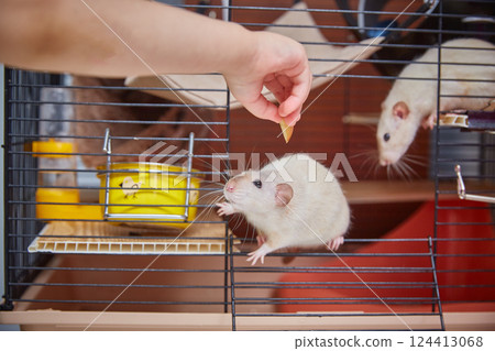 Rats in human hands. Two small decorative rats come out of the cage into the hands of a child. Rats in human hands. Two small decorative rats come out of the cage into the hands of a child. 124413068