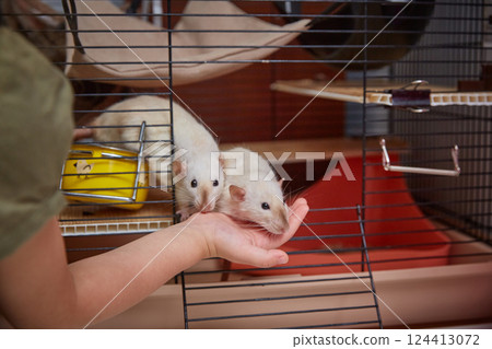 Rats in human hands. Two small decorative rats come out of the cage into the hands of a child. Rats in human hands. Two small decorative rats come out of the cage into the hands of a child. 124413072