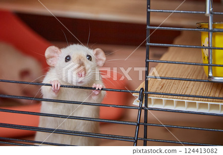 A cage with a cute Siamese rat looking out A cage with a cute Siamese rat looking out 124413082