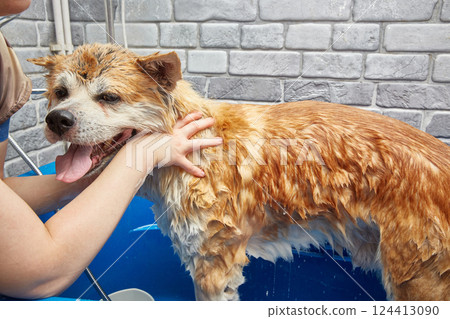 Wet Akita inu in the bathroom. 124413090