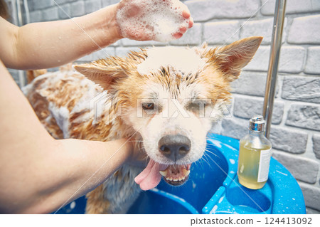 Akita inu bathing. The dog of happiness takes a bubble bath. 124413092