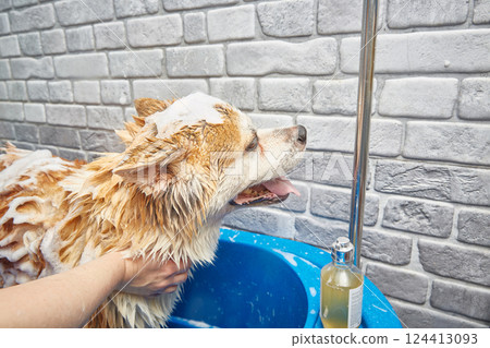 Akita inu bathing. The dog of happiness takes a bubble bath. 124413093
