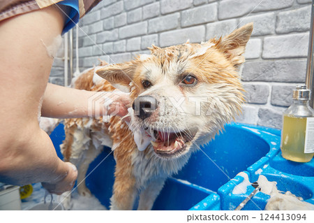 Akita inu bathing. The dog of happiness takes a bubble bath. 124413094