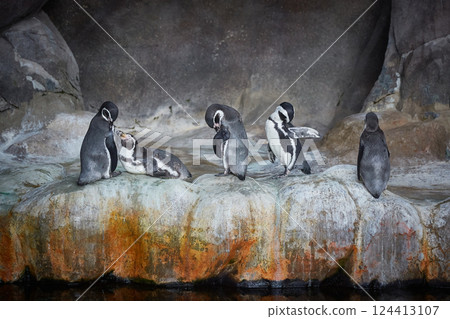 Penguins on a rocky shore near the water 124413107